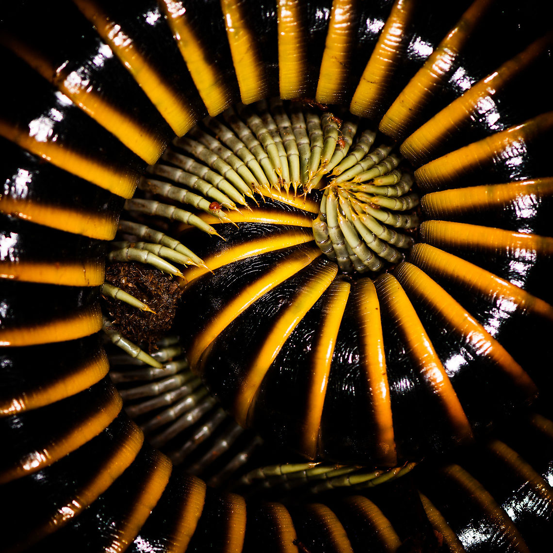 Thich black and yellow banded millipede - closeup, La Isla Escondida, Colombia <figure class="photo"><a href="https://www.jungledragon.com/image/70896/thich_black_and_yellow_banded_millipede_la_isla_escondida_colombia.html" title="Thich black and yellow banded millipede, La Isla Escondida, Colombia"><img src="https://s3.amazonaws.com/media.jungledragon.com/images/2/70896_thumb.jpg?AWSAccessKeyId=05GMT0V3GWVNE7GGM1R2&Expires=1759968010&Signature=HhngsJtPXrMNudxM2%2FydP%2FsJIIs%3D" width="102" height="152" alt="Thich black and yellow banded millipede, La Isla Escondida, Colombia Numerous at La Isla Escondida, we&#039;d see at least a few dozen each day.<br />
https://www.jungledragon.com/image/70897/thich_black_and_yellow_banded_millipede_-_closeup_la_isla_escondida_colombia.html Colombia,Colombia 2018,Colombia South,La Isla Escondida,Putumayo,South America,World" /></a></figure> Colombia,Colombia 2018,Colombia South,Fall,Geotagged,La Isla Escondida,Putumayo,South America,World