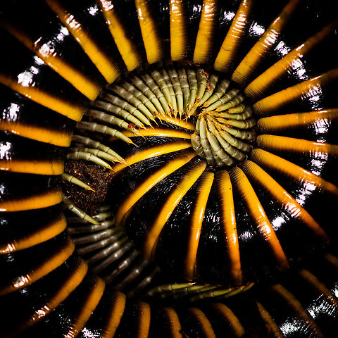 Thich black and yellow banded millipede - closeup, La Isla Escondida, Colombia https://www.jungledragon.com/image/70896/thich_black_and_yellow_banded_millipede_la_isla_escondida_colombia.html Colombia,Colombia 2018,Colombia South,Fall,Geotagged,La Isla Escondida,Putumayo,South America,World