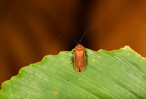 Small orange beetle, La Isla Escondida, Colombia  Colombia,Colombia 2018,Colombia South,La Isla Escondida,Putumayo,South America,World