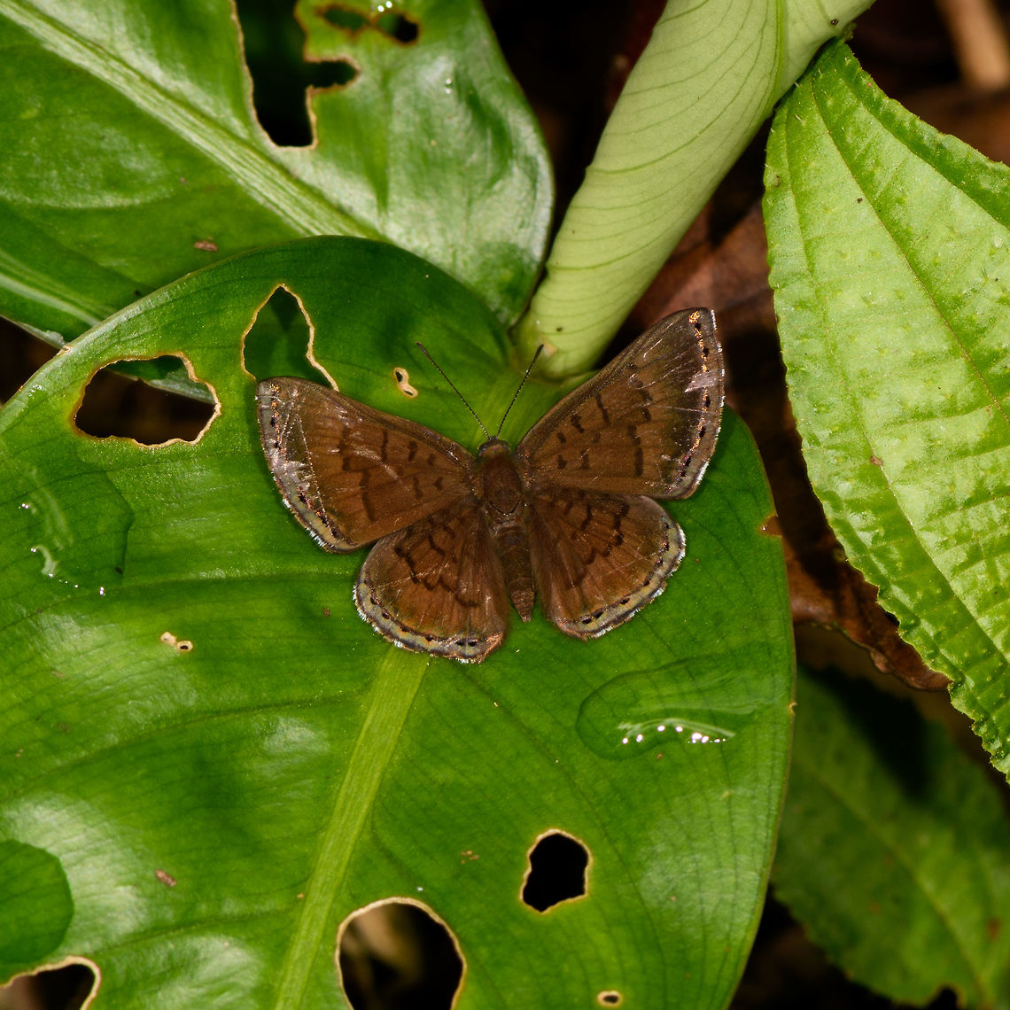 Green-stitched Metalmark, La Isla Escondida, Colombia Very tricky one. It&#039;s a lot darker to the eye compared to what you see here, I lifted shadows a lot. It looks like a metalmark to me, will post it to the FB butterflies group. Chalodeta lypera,Colombia,Colombia 2018,Colombia South,Green-stitched Metalmark,La Isla Escondida,Putumayo,South America,World