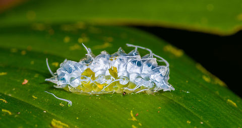 Jewel Caterpillar, La Isla Escondida, Colombia Chuchuuu, glob train coming through. This semi-translucent, gelatinous caterpillar is called a Jewel Caterpillar, probably belonging to the family Dalceridae, and possibly the genus Acraga. 
https://www.jungledragon.com/image/70932/jewel_caterpillar_-_closeup_la_isla_escondida_colombia.html
https://www.jungledragon.com/image/70933/jewel_caterpillar_-_front_la_isla_escondida_colombia.html
https://www.jungledragon.com/image/70934/jewel_caterpillar_-_underside_la_isla_escondida_colombia.html
If I have the genus correct, this caterpillar will morph into adult moths like these:
https://www.jungledragon.com/image/70554/moth_041_la_isla_escondida_colombia.html
https://www.jungledragon.com/image/70561/moth_042_la_isla_escondida_colombia.html Colombia,Colombia 2018,Colombia South,Fall,Geotagged,La Isla Escondida,Minacraga plata,Putumayo,South America,World