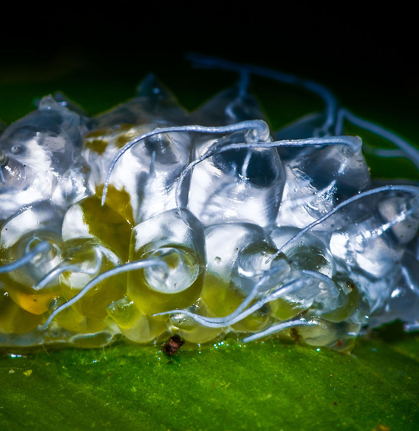 Jewel Caterpillar - closeup, La Isla Escondida, Colombia Chuchuuu, glob train coming through. This semi-translucent, gelatinous caterpillar is called a Jewel Caterpillar, probably belonging to the family Dalceridae, and possibly the genus Acraga. <br />
<figure class="photo"><a href="https://www.jungledragon.com/image/70931/jewel_caterpillar_la_isla_escondida_colombia.html" title="Jewel Caterpillar, La Isla Escondida, Colombia"><img src="https://s3.amazonaws.com/media.jungledragon.com/images/2/70931_thumb.jpg?AWSAccessKeyId=05GMT0V3GWVNE7GGM1R2&Expires=1759968010&Signature=UXZsxflwhhjU%2BTR165KNuifGJao%3D" width="200" height="106" alt="Jewel Caterpillar, La Isla Escondida, Colombia Chuchuuu, glob train coming through. This semi-translucent, gelatinous caterpillar is called a Jewel Caterpillar, probably belonging to the family Dalceridae, and possibly the genus Acraga. <br />
https://www.jungledragon.com/image/70932/jewel_caterpillar_-_closeup_la_isla_escondida_colombia.html<br />
https://www.jungledragon.com/image/70933/jewel_caterpillar_-_front_la_isla_escondida_colombia.html<br />
https://www.jungledragon.com/image/70934/jewel_caterpillar_-_underside_la_isla_escondida_colombia.html<br />
If I have the genus correct, this caterpillar will morph into adult moths like these:<br />
<br />
https://www.jungledragon.com/image/70554/moth_041_la_isla_escondida_colombia.html<br />
https://www.jungledragon.com/image/70561/moth_042_la_isla_escondida_colombia.html Colombia,Colombia 2018,Colombia South,Fall,Geotagged,La Isla Escondida,Minacraga plata,Putumayo,South America,World" /></a></figure><br />
<figure class="photo"><a href="https://www.jungledragon.com/image/70933/jewel_caterpillar_-_front_la_isla_escondida_colombia.html" title="Jewel Caterpillar - front, La Isla Escondida, Colombia"><img src="https://s3.amazonaws.com/media.jungledragon.com/images/2/70933_thumb.jpg?AWSAccessKeyId=05GMT0V3GWVNE7GGM1R2&Expires=1759968010&Signature=fIzUyU4lHIDABoC3P9j%2Fb8EZ4p0%3D" width="142" height="152" alt="Jewel Caterpillar - front, La Isla Escondida, Colombia Chuchuuu, glob train coming through. This semi-translucent, gelatinous caterpillar is called a Jewel Caterpillar, probably belonging to the family Dalceridae, and possibly the genus Acraga. <br />
https://www.jungledragon.com/image/70931/jewel_caterpillar_la_isla_escondida_colombia.html<br />
https://www.jungledragon.com/image/70932/jewel_caterpillar_-_closeup_la_isla_escondida_colombia.html<br />
https://www.jungledragon.com/image/70934/jewel_caterpillar_-_underside_la_isla_escondida_colombia.html<br />
If I have the genus correct, this caterpillar will morph into adult moths like these:<br />
<br />
https://www.jungledragon.com/image/70554/moth_041_la_isla_escondida_colombia.html<br />
https://www.jungledragon.com/image/70561/moth_042_la_isla_escondida_colombia.html Colombia,Colombia 2018,Colombia South,La Isla Escondida,Minacraga plata,Putumayo,South America,World" /></a></figure><br />
<figure class="photo"><a href="https://www.jungledragon.com/image/70934/jewel_caterpillar_-_underside_la_isla_escondida_colombia.html" title="Jewel Caterpillar - underside, La Isla Escondida, Colombia"><img src="https://s3.amazonaws.com/media.jungledragon.com/images/2/70934_thumb.jpg?AWSAccessKeyId=05GMT0V3GWVNE7GGM1R2&Expires=1759968010&Signature=g4dQT31sW6Me5YnXH3PTL%2BW7H1U%3D" width="200" height="144" alt="Jewel Caterpillar - underside, La Isla Escondida, Colombia Chuchuuu, glob train coming through. This semi-translucent, gelatinous caterpillar is called a Jewel Caterpillar, probably belonging to the family Dalceridae, and possibly the genus Acraga. <br />
https://www.jungledragon.com/image/70931/jewel_caterpillar_la_isla_escondida_colombia.html<br />
https://www.jungledragon.com/image/70932/jewel_caterpillar_-_closeup_la_isla_escondida_colombia.html<br />
https://www.jungledragon.com/image/70933/jewel_caterpillar_-_front_la_isla_escondida_colombia.html<br />
If I have the genus correct, this caterpillar will morph into adult moths like these:<br />
<br />
https://www.jungledragon.com/image/70554/moth_041_la_isla_escondida_colombia.html<br />
https://www.jungledragon.com/image/70561/moth_042_la_isla_escondida_colombia.html Colombia,Colombia 2018,Colombia South,La Isla Escondida,Minacraga plata,Putumayo,South America,World" /></a></figure><br />
If I have the genus correct, this caterpillar will morph into adult moths like these:<br />
<br />
<figure class="photo"><a href="https://www.jungledragon.com/image/70554/yellow_furry-legs_la_isla_escondida_colombia.html" title="Yellow furry-legs, La Isla Escondida, Colombia"><img src="https://s3.amazonaws.com/media.jungledragon.com/images/2/70554_thumb.jpg?AWSAccessKeyId=05GMT0V3GWVNE7GGM1R2&Expires=1759968010&Signature=4%2BdMCZXzQ4WGVM9jVE2ibRs5ZAI%3D" width="142" height="152" alt="Yellow furry-legs, La Isla Escondida, Colombia  Acraga infusa,Colombia,Colombia 2018,Colombia South,Fall,Geotagged,La Isla Escondida,Putumayo,South America,World,Yellow furry-legs" /></a></figure><br />
<figure class="photo"><a href="https://www.jungledragon.com/image/70561/tangerine_furry-legs_on_tree_la_isla_escondida_colombia.html" title="Tangerine furry-legs on tree, La Isla Escondida, Colombia"><img src="https://s3.amazonaws.com/media.jungledragon.com/images/2/70561_thumb.jpg?AWSAccessKeyId=05GMT0V3GWVNE7GGM1R2&Expires=1759968010&Signature=N9%2FP1ewoDnEgXWVtaw%2F1MHTYvcM%3D" width="114" height="152" alt="Tangerine furry-legs on tree, La Isla Escondida, Colombia  Acraga moorei,Colombia,Colombia 2018,Colombia South,Fall,Geotagged,La Isla Escondida,Putumayo,South America,Tangerine furry-legs,World" /></a></figure> Colombia,Colombia 2018,Colombia South,Fall,Geotagged,La Isla Escondida,Minacraga plata,Putumayo,South America,World
