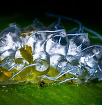 Jewel Caterpillar - closeup, La Isla Escondida, Colombia Chuchuuu, glob train coming through. This semi-translucent, gelatinous caterpillar is called a Jewel Caterpillar, probably belonging to the family Dalceridae, and possibly the genus Acraga. <br />
https://www.jungledragon.com/image/70931/jewel_caterpillar_la_isla_escondida_colombia.html<br />
https://www.jungledragon.com/image/70933/jewel_caterpillar_-_front_la_isla_escondida_colombia.html<br />
https://www.jungledragon.com/image/70934/jewel_caterpillar_-_underside_la_isla_escondida_colombia.html<br />
If I have the genus correct, this caterpillar will morph into adult moths like these:<br />
<br />
https://www.jungledragon.com/image/70554/moth_041_la_isla_escondida_colombia.html<br />
https://www.jungledragon.com/image/70561/moth_042_la_isla_escondida_colombia.html Colombia,Colombia 2018,Colombia South,Fall,Geotagged,La Isla Escondida,Minacraga plata,Putumayo,South America,World