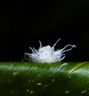 Jewel Caterpillar - front, La Isla Escondida, Colombia Chuchuuu, glob train coming through. This semi-translucent, gelatinous caterpillar is called a Jewel Caterpillar, probably belonging to the family Dalceridae, and possibly the genus Acraga. 
https://www.jungledragon.com/image/70931/jewel_caterpillar_la_isla_escondida_colombia.html
https://www.jungledragon.com/image/70932/jewel_caterpillar_-_closeup_la_isla_escondida_colombia.html
https://www.jungledragon.com/image/70934/jewel_caterpillar_-_underside_la_isla_escondida_colombia.html
If I have the genus correct, this caterpillar will morph into adult moths like these:

https://www.jungledragon.com/image/70554/moth_041_la_isla_escondida_colombia.html
https://www.jungledragon.com/image/70561/moth_042_la_isla_escondida_colombia.html Colombia,Colombia 2018,Colombia South,La Isla Escondida,Minacraga plata,Putumayo,South America,World