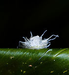 Jewel Caterpillar - front, La Isla Escondida, Colombia Chuchuuu, glob train coming through. This semi-translucent, gelatinous caterpillar is called a Jewel Caterpillar, probably belonging to the family Dalceridae, and possibly the genus Acraga. <br />
https://www.jungledragon.com/image/70931/jewel_caterpillar_la_isla_escondida_colombia.html<br />
https://www.jungledragon.com/image/70932/jewel_caterpillar_-_closeup_la_isla_escondida_colombia.html<br />
https://www.jungledragon.com/image/70934/jewel_caterpillar_-_underside_la_isla_escondida_colombia.html<br />
If I have the genus correct, this caterpillar will morph into adult moths like these:<br />
<br />
https://www.jungledragon.com/image/70554/moth_041_la_isla_escondida_colombia.html<br />
https://www.jungledragon.com/image/70561/moth_042_la_isla_escondida_colombia.html Colombia,Colombia 2018,Colombia South,La Isla Escondida,Minacraga plata,Putumayo,South America,World