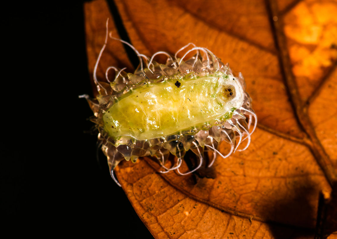 Jewel Caterpillar - underside, La Isla Escondida, Colombia Chuchuuu, glob train coming through. This semi-translucent, gelatinous caterpillar is called a Jewel Caterpillar, probably belonging to the family Dalceridae, and possibly the genus Acraga. <br />
<figure class="photo"><a href="https://www.jungledragon.com/image/70931/jewel_caterpillar_la_isla_escondida_colombia.html" title="Jewel Caterpillar, La Isla Escondida, Colombia"><img src="https://s3.amazonaws.com/media.jungledragon.com/images/2/70931_thumb.jpg?AWSAccessKeyId=05GMT0V3GWVNE7GGM1R2&Expires=1759968010&Signature=UXZsxflwhhjU%2BTR165KNuifGJao%3D" width="200" height="106" alt="Jewel Caterpillar, La Isla Escondida, Colombia Chuchuuu, glob train coming through. This semi-translucent, gelatinous caterpillar is called a Jewel Caterpillar, probably belonging to the family Dalceridae, and possibly the genus Acraga. <br />
https://www.jungledragon.com/image/70932/jewel_caterpillar_-_closeup_la_isla_escondida_colombia.html<br />
https://www.jungledragon.com/image/70933/jewel_caterpillar_-_front_la_isla_escondida_colombia.html<br />
https://www.jungledragon.com/image/70934/jewel_caterpillar_-_underside_la_isla_escondida_colombia.html<br />
If I have the genus correct, this caterpillar will morph into adult moths like these:<br />
<br />
https://www.jungledragon.com/image/70554/moth_041_la_isla_escondida_colombia.html<br />
https://www.jungledragon.com/image/70561/moth_042_la_isla_escondida_colombia.html Colombia,Colombia 2018,Colombia South,Fall,Geotagged,La Isla Escondida,Minacraga plata,Putumayo,South America,World" /></a></figure><br />
<figure class="photo"><a href="https://www.jungledragon.com/image/70932/jewel_caterpillar_-_closeup_la_isla_escondida_colombia.html" title="Jewel Caterpillar - closeup, La Isla Escondida, Colombia"><img src="https://s3.amazonaws.com/media.jungledragon.com/images/2/70932_thumb.jpg?AWSAccessKeyId=05GMT0V3GWVNE7GGM1R2&Expires=1759968010&Signature=zLaEsVYHTCGQckUvD1Jp0bvc5YU%3D" width="148" height="152" alt="Jewel Caterpillar - closeup, La Isla Escondida, Colombia Chuchuuu, glob train coming through. This semi-translucent, gelatinous caterpillar is called a Jewel Caterpillar, probably belonging to the family Dalceridae, and possibly the genus Acraga. <br />
https://www.jungledragon.com/image/70931/jewel_caterpillar_la_isla_escondida_colombia.html<br />
https://www.jungledragon.com/image/70933/jewel_caterpillar_-_front_la_isla_escondida_colombia.html<br />
https://www.jungledragon.com/image/70934/jewel_caterpillar_-_underside_la_isla_escondida_colombia.html<br />
If I have the genus correct, this caterpillar will morph into adult moths like these:<br />
<br />
https://www.jungledragon.com/image/70554/moth_041_la_isla_escondida_colombia.html<br />
https://www.jungledragon.com/image/70561/moth_042_la_isla_escondida_colombia.html Colombia,Colombia 2018,Colombia South,Fall,Geotagged,La Isla Escondida,Minacraga plata,Putumayo,South America,World" /></a></figure><br />
<figure class="photo"><a href="https://www.jungledragon.com/image/70933/jewel_caterpillar_-_front_la_isla_escondida_colombia.html" title="Jewel Caterpillar - front, La Isla Escondida, Colombia"><img src="https://s3.amazonaws.com/media.jungledragon.com/images/2/70933_thumb.jpg?AWSAccessKeyId=05GMT0V3GWVNE7GGM1R2&Expires=1759968010&Signature=fIzUyU4lHIDABoC3P9j%2Fb8EZ4p0%3D" width="142" height="152" alt="Jewel Caterpillar - front, La Isla Escondida, Colombia Chuchuuu, glob train coming through. This semi-translucent, gelatinous caterpillar is called a Jewel Caterpillar, probably belonging to the family Dalceridae, and possibly the genus Acraga. <br />
https://www.jungledragon.com/image/70931/jewel_caterpillar_la_isla_escondida_colombia.html<br />
https://www.jungledragon.com/image/70932/jewel_caterpillar_-_closeup_la_isla_escondida_colombia.html<br />
https://www.jungledragon.com/image/70934/jewel_caterpillar_-_underside_la_isla_escondida_colombia.html<br />
If I have the genus correct, this caterpillar will morph into adult moths like these:<br />
<br />
https://www.jungledragon.com/image/70554/moth_041_la_isla_escondida_colombia.html<br />
https://www.jungledragon.com/image/70561/moth_042_la_isla_escondida_colombia.html Colombia,Colombia 2018,Colombia South,La Isla Escondida,Minacraga plata,Putumayo,South America,World" /></a></figure><br />
If I have the genus correct, this caterpillar will morph into adult moths like these:<br />
<br />
<figure class="photo"><a href="https://www.jungledragon.com/image/70554/yellow_furry-legs_la_isla_escondida_colombia.html" title="Yellow furry-legs, La Isla Escondida, Colombia"><img src="https://s3.amazonaws.com/media.jungledragon.com/images/2/70554_thumb.jpg?AWSAccessKeyId=05GMT0V3GWVNE7GGM1R2&Expires=1759968010&Signature=4%2BdMCZXzQ4WGVM9jVE2ibRs5ZAI%3D" width="142" height="152" alt="Yellow furry-legs, La Isla Escondida, Colombia  Acraga infusa,Colombia,Colombia 2018,Colombia South,Fall,Geotagged,La Isla Escondida,Putumayo,South America,World,Yellow furry-legs" /></a></figure><br />
<figure class="photo"><a href="https://www.jungledragon.com/image/70561/tangerine_furry-legs_on_tree_la_isla_escondida_colombia.html" title="Tangerine furry-legs on tree, La Isla Escondida, Colombia"><img src="https://s3.amazonaws.com/media.jungledragon.com/images/2/70561_thumb.jpg?AWSAccessKeyId=05GMT0V3GWVNE7GGM1R2&Expires=1759968010&Signature=N9%2FP1ewoDnEgXWVtaw%2F1MHTYvcM%3D" width="114" height="152" alt="Tangerine furry-legs on tree, La Isla Escondida, Colombia  Acraga moorei,Colombia,Colombia 2018,Colombia South,Fall,Geotagged,La Isla Escondida,Putumayo,South America,Tangerine furry-legs,World" /></a></figure> Colombia,Colombia 2018,Colombia South,La Isla Escondida,Minacraga plata,Putumayo,South America,World