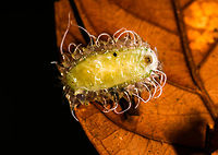 Jewel Caterpillar - underside, La Isla Escondida, Colombia Chuchuuu, glob train coming through. This semi-translucent, gelatinous caterpillar is called a Jewel Caterpillar, probably belonging to the family Dalceridae, and possibly the genus Acraga. <br />
https://www.jungledragon.com/image/70931/jewel_caterpillar_la_isla_escondida_colombia.html<br />
https://www.jungledragon.com/image/70932/jewel_caterpillar_-_closeup_la_isla_escondida_colombia.html<br />
https://www.jungledragon.com/image/70933/jewel_caterpillar_-_front_la_isla_escondida_colombia.html<br />
If I have the genus correct, this caterpillar will morph into adult moths like these:<br />
<br />
https://www.jungledragon.com/image/70554/moth_041_la_isla_escondida_colombia.html<br />
https://www.jungledragon.com/image/70561/moth_042_la_isla_escondida_colombia.html Colombia,Colombia 2018,Colombia South,La Isla Escondida,Minacraga plata,Putumayo,South America,World
