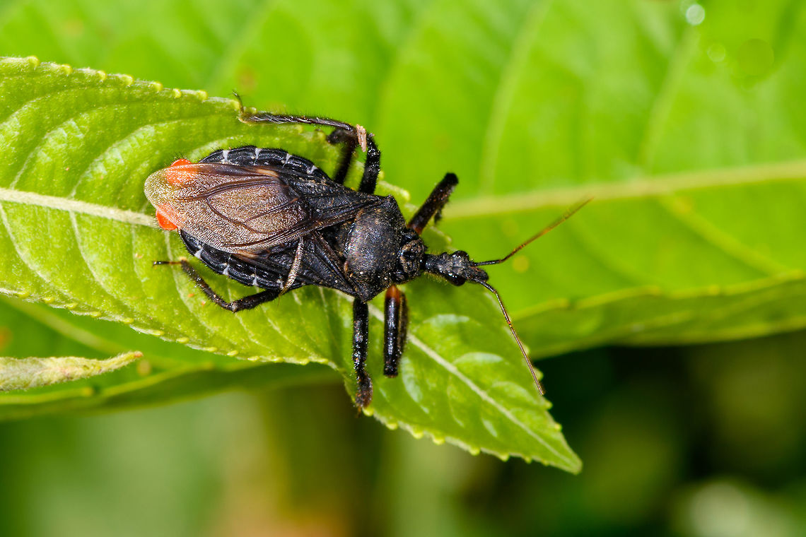 Dark Coreid/Assassin bug, La Isla Escondida, Colombia Unfortunately, I only have this angle. A heavy bodied assassin bug? Other point of interest is the red appendages at the rear end of the body, they look too symmetrical to be mites. Somewhat similar:<br />
<a href="https://www.flickr.com/photos/andreaskay/17106609780/in/album-72157629662903473/" rel="nofollow">https://www.flickr.com/photos/andreaskay/17106609780/in/album-72157629662903473/</a><br />
<br />
Possibly Apiomerus sp. which some seem to call &quot;Bee assassins&quot;. I guess that explains the broad body. Apiomerus gallegoi,Colombia,Colombia 2018,Colombia South,Fall,Geotagged,La Isla Escondida,Putumayo,South America,World