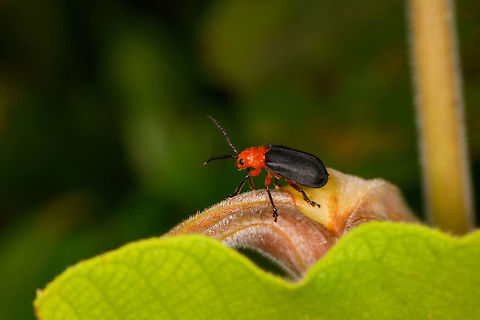 Leaf beetle - Coelomera , La Isla Escondida, Colombia Possibly Coelomera sp. based on this similar observation:
https://www.flickr.com/photos/andreaskay/28940409352/in/album-72157672483717566/

This one has red upper leg parts though, so not sure. Colombia,Colombia 2018,Colombia South,Fall,Geotagged,La Isla Escondida,Putumayo,South America,World