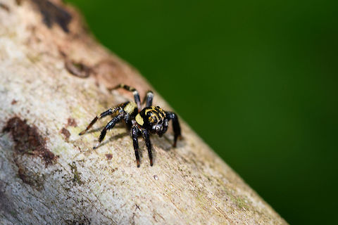 Yellow/black jumping spider, La Isla Escondida, Colombia Very rapid jumping spider that didn't really cooperate in posing or getting a sharp shot. It's small, even for a jumping spider, and has an overall yellow body with black bands on the head, abdomen and hind legs. It could be mimicking an insect but I'm not sure.
https://www.jungledragon.com/image/71209/yellowblack_jumping_spider_-_top_view_la_isla_escondida_colombia.html Colombia,Colombia 2018,Colombia South,Fall,Geotagged,La Isla Escondida,Putumayo,South America,World