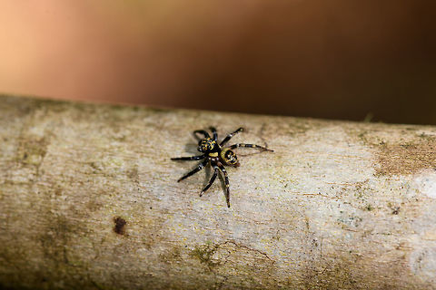 Yellow/black jumping spider - top view, La Isla Escondida, Colombia Very rapid jumping spider that didn't really cooperate in posing or getting a sharp shot. It's small, even for a jumping spider, and has an overall yellow body with black bands on the head, abdomen and hind legs. It could be mimicking an insect but I'm not sure.
https://www.jungledragon.com/image/71208/yellowblack_jumping_spider_la_isla_escondida_colombia.html Colombia,Colombia 2018,Colombia South,La Isla Escondida,Putumayo,South America,World