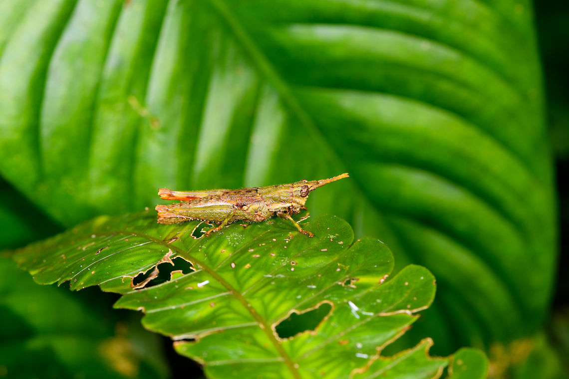 Lysacris sylvestris on leaf, La Isla Escondida, Colombia  Colombia,Colombia 2018,Colombia South,La Isla Escondida,Lysacris sylvestris,Putumayo,South America,World