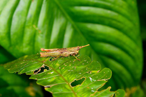 Lysacris sylvestris on leaf, La Isla Escondida, Colombia  Colombia,Colombia 2018,Colombia South,La Isla Escondida,Lysacris sylvestris,Putumayo,South America,World