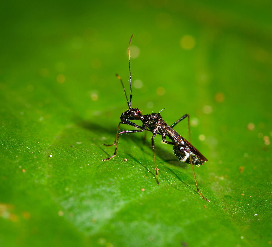 Trachelium tessellatum, La Isla Escondida, Colombia Possibly mimicking an ant. Colombia,Colombia 2018,Colombia South,Fall,Geotagged,La Isla Escondida,Putumayo,South America,Trachelium tessellatum,World