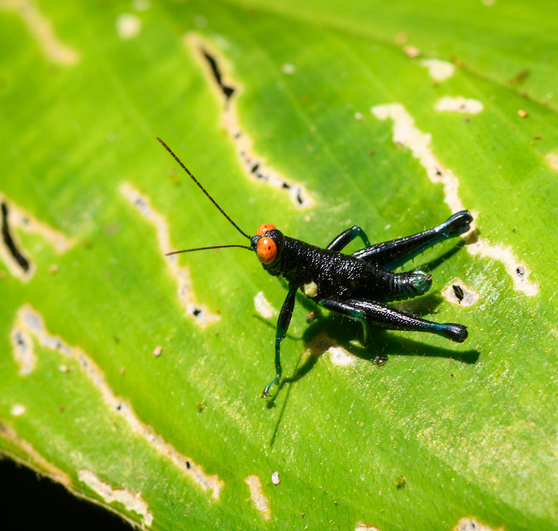 Psiloscirtus flavipes, La Isla Escondida, Colombia  Colombia,Colombia 2018,Colombia South,La Isla Escondida,Psiloscirtus flavipes,Putumayo,South America,World