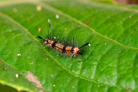 Tussock moth caterpillar?, La Isla Escondida, Colombia Presumed. This one was really tiny as this is a deep crop. Body length is about 3cm. Colombia,Colombia 2018,Colombia South,Fall,Geotagged,La Isla Escondida,Putumayo,South America,World