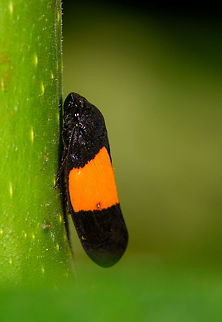 Black/orange froghopper - closeup, La Isla Escondida, Colombia Similar observation in Ecuador:
https://www.flickr.com/photos/andreaskay/31594926285/in/album-72157629662903473/
https://www.jungledragon.com/image/71223/blackorange_spittlebug_la_isla_escondida_colombia.html Cercopidae,Colombia,Colombia 2018,Colombia South,La Isla Escondida,Putumayo,South America,World