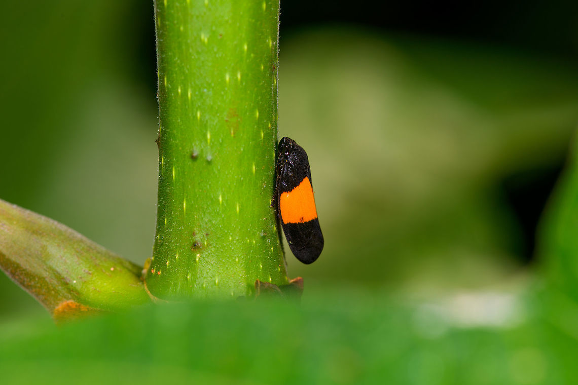 Black/orange froghopper, La Isla Escondida, Colombia Similar observation in Ecuador:<br />
<a href="https://www.flickr.com/photos/andreaskay/31594926285/in/album-72157629662903473/" rel="nofollow">https://www.flickr.com/photos/andreaskay/31594926285/in/album-72157629662903473/</a><br />
<figure class="photo"><a href="https://www.jungledragon.com/image/71222/blackorange_froghopper_-_closeup_la_isla_escondida_colombia.html" title="Black/orange froghopper - closeup, La Isla Escondida, Colombia"><img src="https://s3.amazonaws.com/media.jungledragon.com/images/2/71222_thumb.jpg?AWSAccessKeyId=05GMT0V3GWVNE7GGM1R2&Expires=1770854410&Signature=qnKhtUzPX5%2F%2BRBZf3whVrpNNoyE%3D" width="106" height="152" alt="Black/orange froghopper - closeup, La Isla Escondida, Colombia Similar observation in Ecuador:<br />
https://www.flickr.com/photos/andreaskay/31594926285/in/album-72157629662903473/<br />
https://www.jungledragon.com/image/71223/blackorange_spittlebug_la_isla_escondida_colombia.html Cercopidae,Colombia,Colombia 2018,Colombia South,La Isla Escondida,Putumayo,South America,World" /></a></figure> Cercopidae,Colombia,Colombia 2018,Colombia South,La Isla Escondida,Putumayo,South America,World