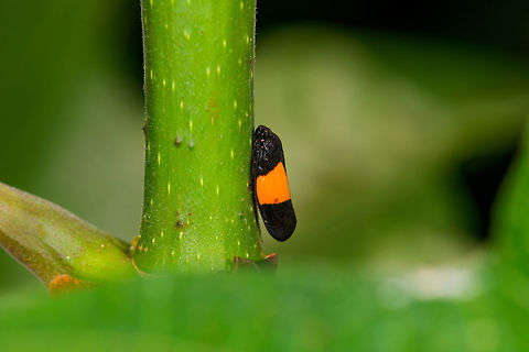 Black/orange froghopper, La Isla Escondida, Colombia Similar observation in Ecuador:
https://www.flickr.com/photos/andreaskay/31594926285/in/album-72157629662903473/
https://www.jungledragon.com/image/71222/blackorange_spittlebug_-_closeup_la_isla_escondida_colombia.html Cercopidae,Colombia,Colombia 2018,Colombia South,La Isla Escondida,Putumayo,South America,World