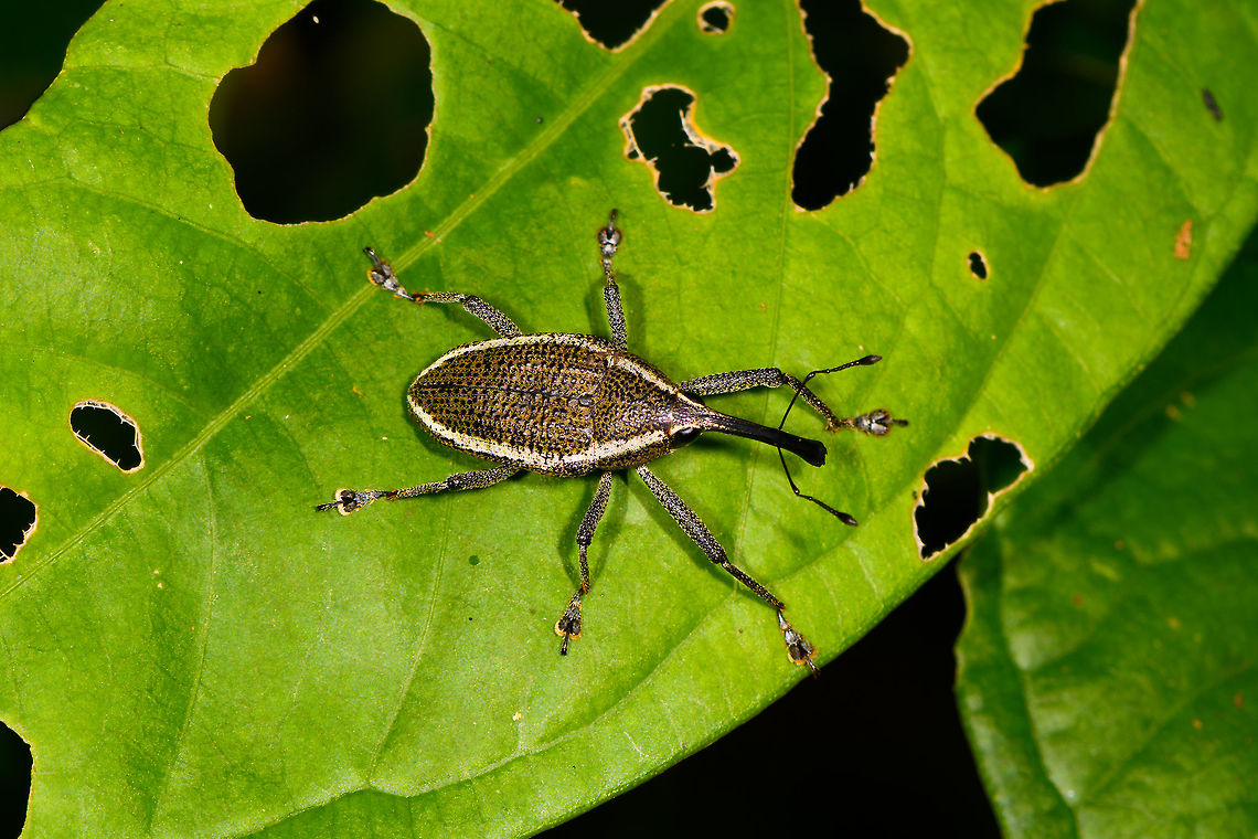 White-banded Weevil - top view, La Isla Escondida, Colombia Possibly Cholus sp. based on this reference:<br />
<a href="https://www.flickr.com/photos/andreaskay/32904071531/in/album-72157672483717566/" rel="nofollow">https://www.flickr.com/photos/andreaskay/32904071531/in/album-72157672483717566/</a><br />
<figure class="photo"><a href="https://www.jungledragon.com/image/71226/white-banded_weevil_la_isla_escondida_colombia.html" title="White-banded Weevil, La Isla Escondida, Colombia"><img src="https://s3.amazonaws.com/media.jungledragon.com/images/2/71226_thumb.jpg?AWSAccessKeyId=05GMT0V3GWVNE7GGM1R2&Expires=1770854410&Signature=GXrIG7Dpb%2F2i%2FBhFrSfeD4ZrO84%3D" width="200" height="134" alt="White-banded Weevil, La Isla Escondida, Colombia Possibly Cholus sp. based on this reference:<br />
https://www.flickr.com/photos/andreaskay/32904071531/in/album-72157672483717566/<br />
https://www.jungledragon.com/image/71225/white-banded_weevil_-_top_view_la_isla_escondida_colombia.html Colombia,Colombia 2018,Colombia South,La Isla Escondida,Putumayo,South America,World" /></a></figure> Colombia,Colombia 2018,Colombia South,La Isla Escondida,Putumayo,South America,World