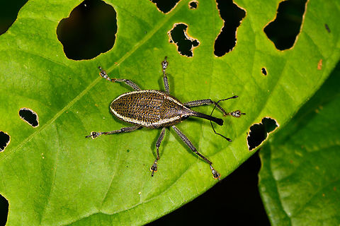 White-banded Weevil - top view, La Isla Escondida, Colombia Possibly Cholus sp. based on this reference:
https://www.flickr.com/photos/andreaskay/32904071531/in/album-72157672483717566/
https://www.jungledragon.com/image/71226/white-banded_weevil_la_isla_escondida_colombia.html Colombia,Colombia 2018,Colombia South,La Isla Escondida,Putumayo,South America,World