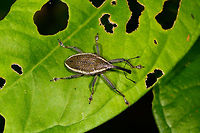 White-banded Weevil - top view, La Isla Escondida, Colombia Possibly Cholus sp. based on this reference:<br />
https://www.flickr.com/photos/andreaskay/32904071531/in/album-72157672483717566/<br />
https://www.jungledragon.com/image/71226/white-banded_weevil_la_isla_escondida_colombia.html Colombia,Colombia 2018,Colombia South,La Isla Escondida,Putumayo,South America,World
