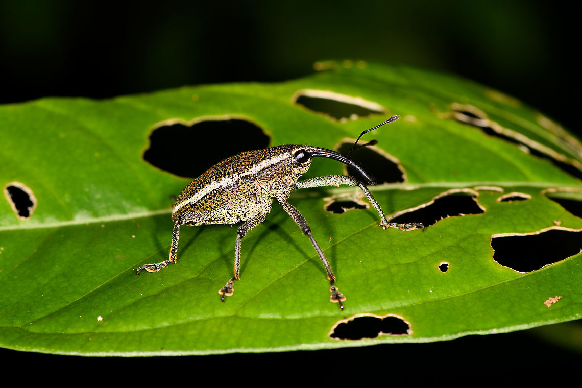White-banded Weevil, La Isla Escondida, Colombia Possibly Cholus sp. based on this reference:<br />
<a href="https://www.flickr.com/photos/andreaskay/32904071531/in/album-72157672483717566/" rel="nofollow">https://www.flickr.com/photos/andreaskay/32904071531/in/album-72157672483717566/</a><br />
<figure class="photo"><a href="https://www.jungledragon.com/image/71225/white-banded_weevil_-_top_view_la_isla_escondida_colombia.html" title="White-banded Weevil - top view, La Isla Escondida, Colombia"><img src="https://s3.amazonaws.com/media.jungledragon.com/images/2/71225_thumb.jpg?AWSAccessKeyId=05GMT0V3GWVNE7GGM1R2&Expires=1770854410&Signature=fc2CUnvC%2FDP%2B7uXHkNA1qecdytA%3D" width="200" height="134" alt="White-banded Weevil - top view, La Isla Escondida, Colombia Possibly Cholus sp. based on this reference:<br />
https://www.flickr.com/photos/andreaskay/32904071531/in/album-72157672483717566/<br />
https://www.jungledragon.com/image/71226/white-banded_weevil_la_isla_escondida_colombia.html Colombia,Colombia 2018,Colombia South,La Isla Escondida,Putumayo,South America,World" /></a></figure> Colombia,Colombia 2018,Colombia South,La Isla Escondida,Putumayo,South America,World