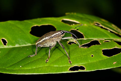 White-banded Weevil, La Isla Escondida, Colombia Possibly Cholus sp. based on this reference:
https://www.flickr.com/photos/andreaskay/32904071531/in/album-72157672483717566/
https://www.jungledragon.com/image/71225/white-banded_weevil_-_top_view_la_isla_escondida_colombia.html Colombia,Colombia 2018,Colombia South,La Isla Escondida,Putumayo,South America,World