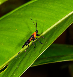 Parasitoid wasp, La Isla Escondida, Colombia Black overall with an orange thorax and waist. Colombia,Colombia 2018,Colombia South,La Isla Escondida,Putumayo,South America,World