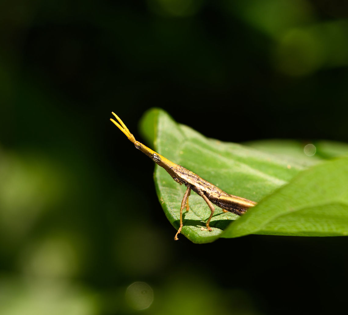 Omura congrua - male sideview, La Isla Escondida, Colombia The male of this gorgeous and weird species of grasshopper found in La Isla Escondida, Colombia. Here&#039;s the female from an earlier observation:<br />
<figure class="photo"><a href="https://www.jungledragon.com/image/69546/omura_congrua_-_female_la_isla_escondida_colombia.html" title="Omura congrua - female, La Isla Escondida, Colombia"><img src="https://s3.amazonaws.com/media.jungledragon.com/images/2/69546_thumb.jpg?AWSAccessKeyId=05GMT0V3GWVNE7GGM1R2&Expires=1759968010&Signature=3LWsqJDM7gfj3YPuPK3TVijzBVU%3D" width="116" height="152" alt="Omura congrua - female, La Isla Escondida, Colombia Let&#039;s continue our stroll through Colombia&#039;s crazy grasshoppers. Here&#039;s the leaf-mimicking Omura congrua. This photo shows the female, which is much larger and more colorful than the male. Rotated shot:<br />
https://www.jungledragon.com/image/69547/omura_congrua_-_female_ii_la_isla_escondida_colombia.html<br />
The male is smaller and brown:<br />
<br />
https://www.jungledragon.com/image/69544/omura_congrua_-_male_la_isla_escondida_colombia.html<br />
Yet has fancy eyes:<br />
<br />
https://www.jungledragon.com/image/69545/omura_congrua_-_male_peeking_la_isla_escondida_colombia.html<br />
Finally, here&#039;s a video of them mating, showing the size difference between sexes:<br />
https://www.videoblocks.com/video/pair-of-green-cryptic-grasshoppers-omura-congrua-mating-on-a-leaf-in-the-rainforest-understory-ecuador-the-male-is-on-top-and-much-smaller-than-the-female-ssvi83wieixxbzuqz Colombia,Colombia 2018,Colombia South,La Isla Escondida,Omura congrua,Putumayo,South America,World" /></a></figure> Colombia,Colombia 2018,Colombia South,La Isla Escondida,Omura congrua,Putumayo,South America,World