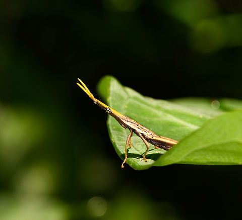 Omura congrua - male sideview, La Isla Escondida, Colombia The male of this gorgeous and weird species of grasshopper found in La Isla Escondida, Colombia. Here's the female from an earlier observation:
https://www.jungledragon.com/image/69546/omura_congrua_-_female_la_isla_escondida_colombia.html Colombia,Colombia 2018,Colombia South,La Isla Escondida,Omura congrua,Putumayo,South America,World