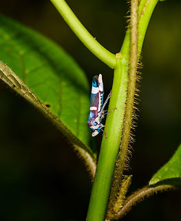 Abana horvathi, ,La Isla Escondida, Colombia This ID is a bit speculative, main match is based on this reference:
https://www.flickr.com/photos/andreaskay/35195438305/in/album-72157629662903473/

Which matches in color yet not in banding. Preserved specimens do seem to show the bands on males. Abana horvathi,Colombia,Colombia 2018,Colombia South,La Isla Escondida,Putumayo,South America,World