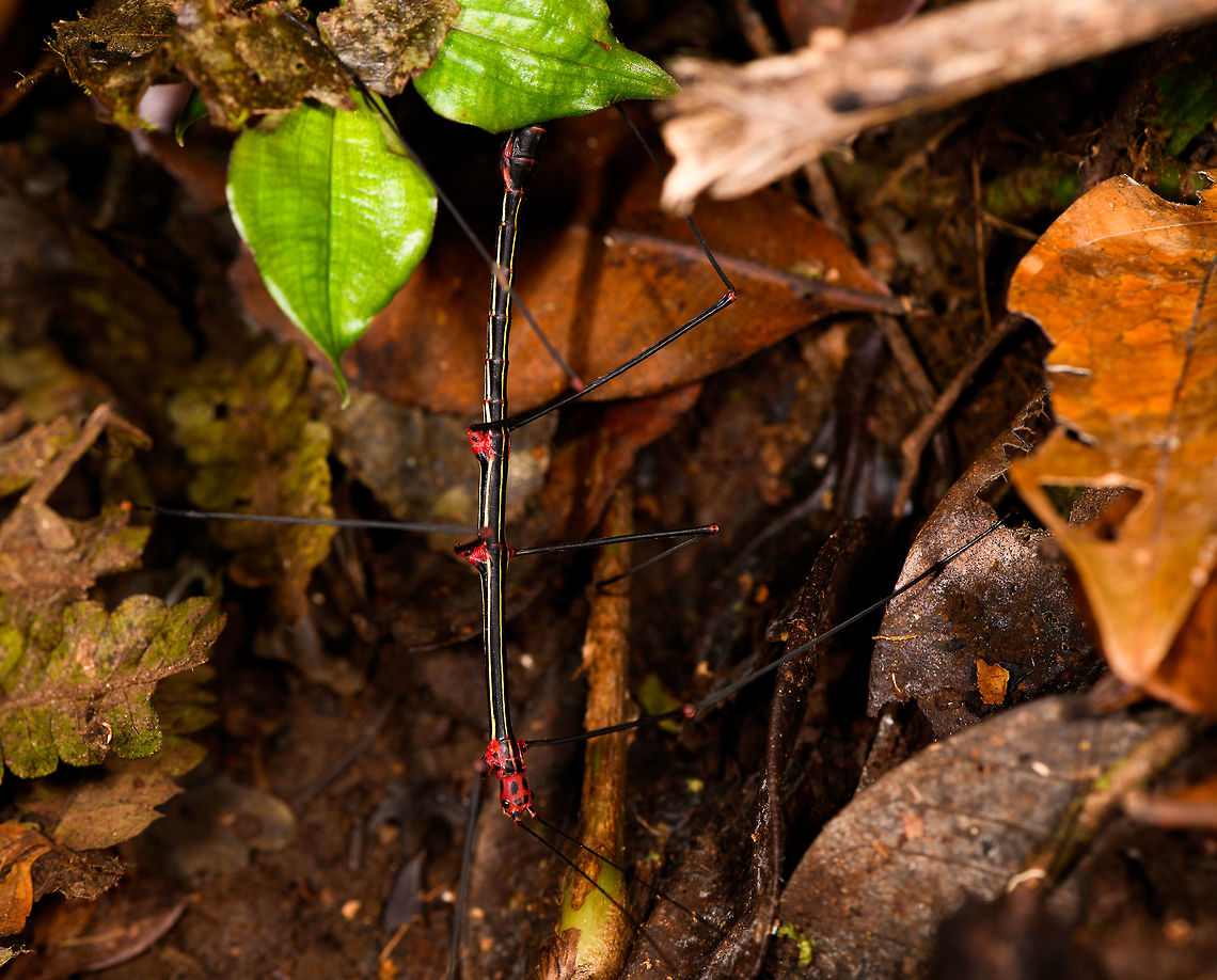 Oreophoetes sp., La Isla Escondida, Colombia A poorly composed shot, but I should have some better ones in a later observation of the same species.<br />
<br />
If it is correct, this would be the adult male, and as you can see it's not very well camouflaged. This could be an interesting report as it has been described in 2009 in Ecuador and this is the first report I can find from Colombia. Not a shocking report though, as we're only miles away from the Ecuador border.<br />
<br />
This paper describes this species as the only one with this spectacular coloration in the genus:<br />
<a href="http://www.bioone.org/doi/abs/10.1665/034.018.0202" rel="nofollow">http://www.bioone.org/doi/abs/10.1665/034.018.0202</a> Colombia,Colombia 2018,Colombia South,La Isla Escondida,Oreophoetes topoense,Putumayo,South America,World