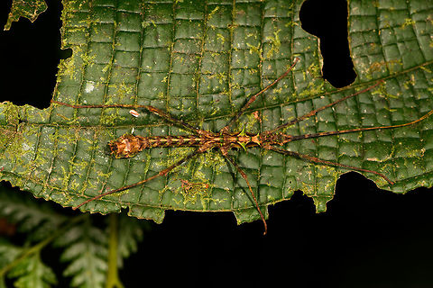Spiny stick insect on leaf, Parobrimus, La Isla Escondida, Colombia Possibly Parobrimus sp. Colombia,Colombia 2018,Colombia South,La Isla Escondida,Putumayo,South America,World