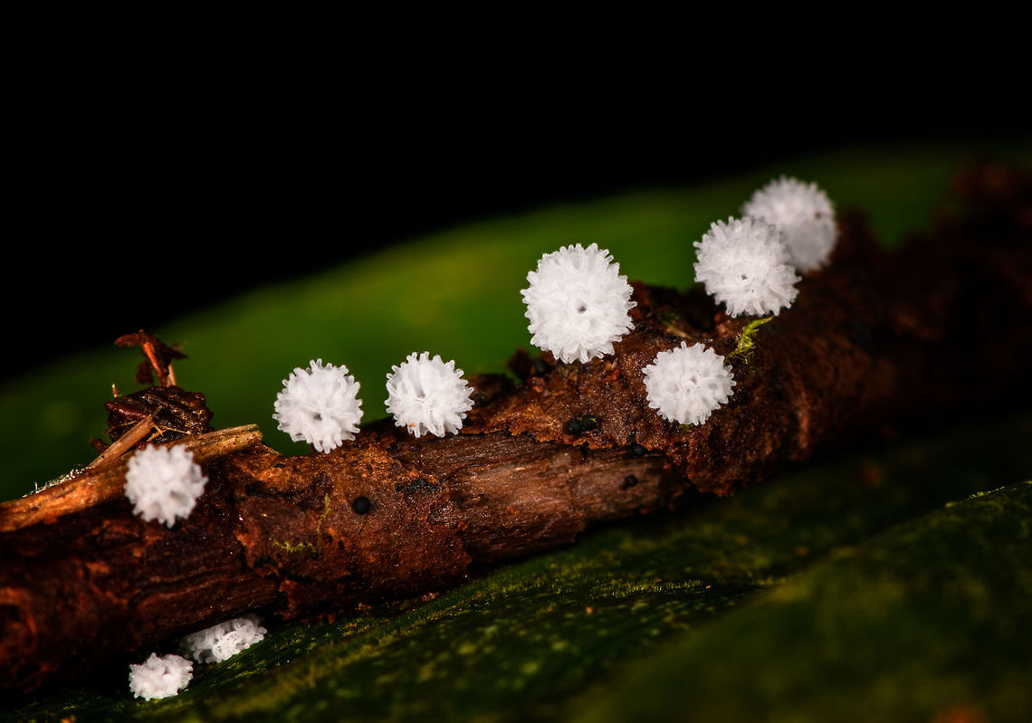 Tiny white slime mold, La Isla Escondida, Colombia Our guide Brayan found these tiny white slime molds growing out of a fallen branch. Colombia,Colombia 2018,Colombia South,La Isla Escondida,Putumayo,South America,World