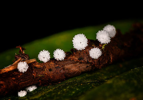 Tiny white slime mold, La Isla Escondida, Colombia Our guide Brayan found these tiny white slime molds growing out of a fallen branch. Colombia,Colombia 2018,Colombia South,La Isla Escondida,Putumayo,South America,World