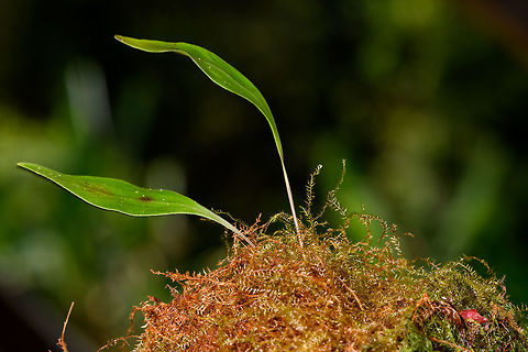 Utricularia asplundii leafs, La Isla Escondida, Colombia Leafs of a Utricularia asplundii that is not yet flowering. This species is a carnivorous bladderwort plant. Colombia,Colombia 2018,Colombia South,Fall,Geotagged,La Isla Escondida,Putumayo,South America,Utricularia asplundii,World