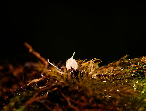 Tuberous organ of Utricularia asplundii, La Isla Escondida, Colombia Bear with me as I'm a little over my head here. Our guide Manuel is obsessed with carnivorous plants. This Utricularia asplundii was not yet flowering yet had this interesting "tubber", a storage organ supposedly evolved to cope with the dry season. It's really tiny and egg-like. Colombia,Colombia 2018,Colombia South,Fall,Geotagged,La Isla Escondida,Putumayo,South America,Utricularia asplundii,World