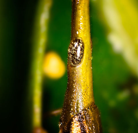 Omura congrua - male portrait, La Isla Escondida, Colombia Full body:
https://www.jungledragon.com/image/71229/omura_congrua_-_male_sideview_la_isla_escondida_colombia.html Colombia,Colombia 2018,Colombia South,La Isla Escondida,Omura congrua,Putumayo,South America,World