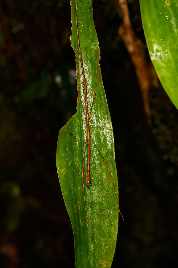 Libethra phasmid, La Isla Escondida Very lengthy and thin all-red/orange stick insect. I had to take a few steps back to make it fit the frame, so I'm thinking it's about 15-20cm with front legs and antennae included. Colombia,Colombia 2018,Colombia South,La Isla Escondida,Putumayo,South America,World