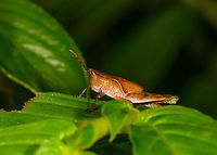 Colpolopha sp., La Isla Escondida, Colombia https://www.jungledragon.com/image/71303/colpolopha_sp._-_closeup_la_isla_escondida_colombia.html Colombia,Colombia 2018,Colombia South,La Isla Escondida,Putumayo,South America,World