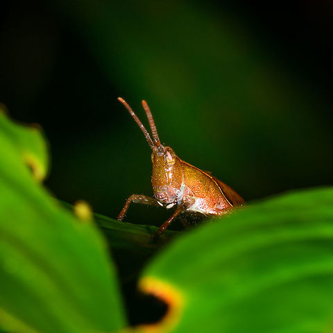 Colpolopha sp. - closeup, La Isla Escondida, Colombia https://www.jungledragon.com/image/71302/colpolopha_sp._la_isla_escondida_colombia.html Colombia,Colombia 2018,Colombia South,La Isla Escondida,Putumayo,South America,World