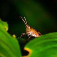 Colpolopha sp. - closeup, La Isla Escondida, Colombia https://www.jungledragon.com/image/71302/colpolopha_sp._la_isla_escondida_colombia.html Colombia,Colombia 2018,Colombia South,La Isla Escondida,Putumayo,South America,World
