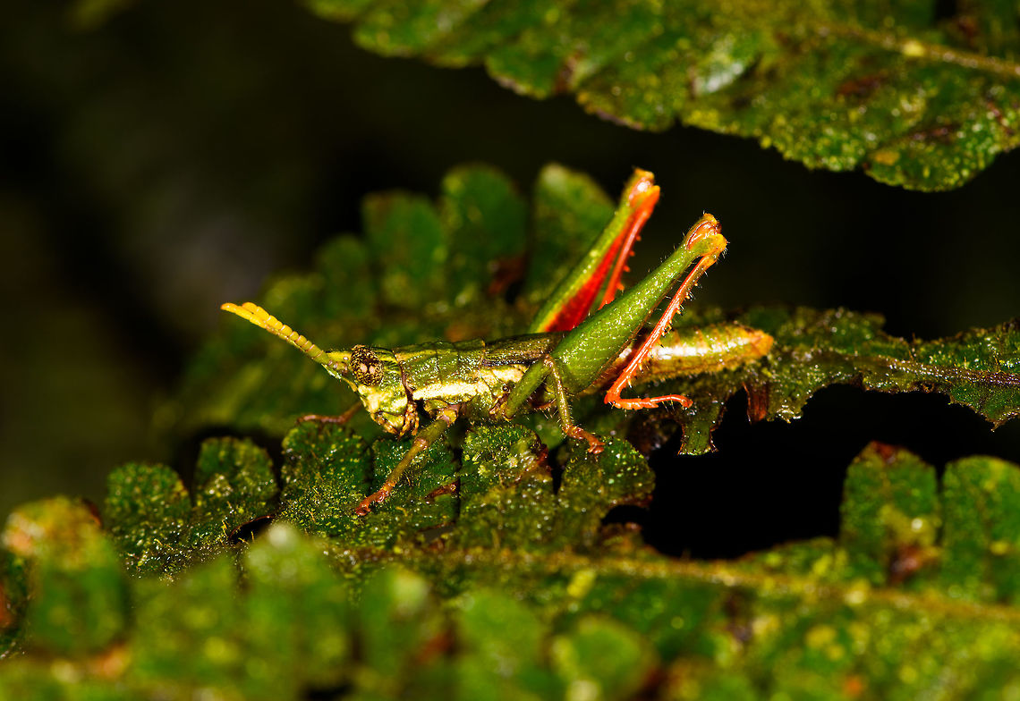 Lysacris sylvestris on leaf - II, La Isla Escondida, Colombia  Colombia,Colombia 2018,Colombia South,La Isla Escondida,Lysacris sylvestris,Putumayo,South America,World
