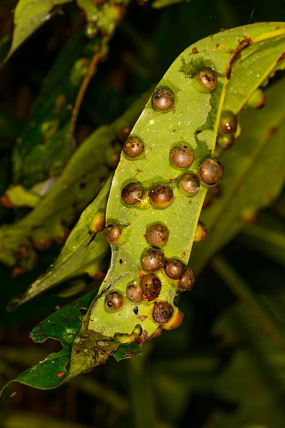 Large Gall Waps, La Isla Escondida, Colombia <figure class="photo"><a href="https://www.jungledragon.com/image/71306/large_gall_waps_-_closeup_la_isla_escondida_colombia.html" title="Large Gall Waps - closeup, La Isla Escondida, Colombia"><img src="https://s3.amazonaws.com/media.jungledragon.com/images/2/71306_thumb.jpg?AWSAccessKeyId=05GMT0V3GWVNE7GGM1R2&Expires=1759968010&Signature=q9TOkVBQw5%2FlRQIPbNRFEN1WT7Y%3D" width="200" height="200" alt="Large Gall Waps - closeup, La Isla Escondida, Colombia https://www.jungledragon.com/image/71305/large_gall_waps_la_isla_escondida_colombia.html Colombia,Colombia 2018,Colombia South,La Isla Escondida,Putumayo,South America,World" /></a></figure> Colombia,Colombia 2018,Colombia South,La Isla Escondida,Putumayo,South America,World