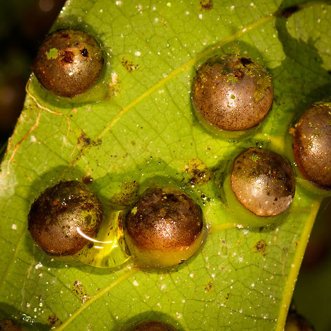 Large Gall Waps - closeup, La Isla Escondida, Colombia https://www.jungledragon.com/image/71305/large_gall_waps_la_isla_escondida_colombia.html Colombia,Colombia 2018,Colombia South,La Isla Escondida,Putumayo,South America,World