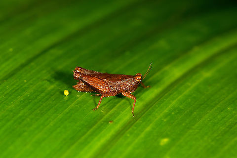 Small grasshopper, La Isla Escondida, Colombia  Colombia,Colombia 2018,Colombia South,La Isla Escondida,Putumayo,South America,World