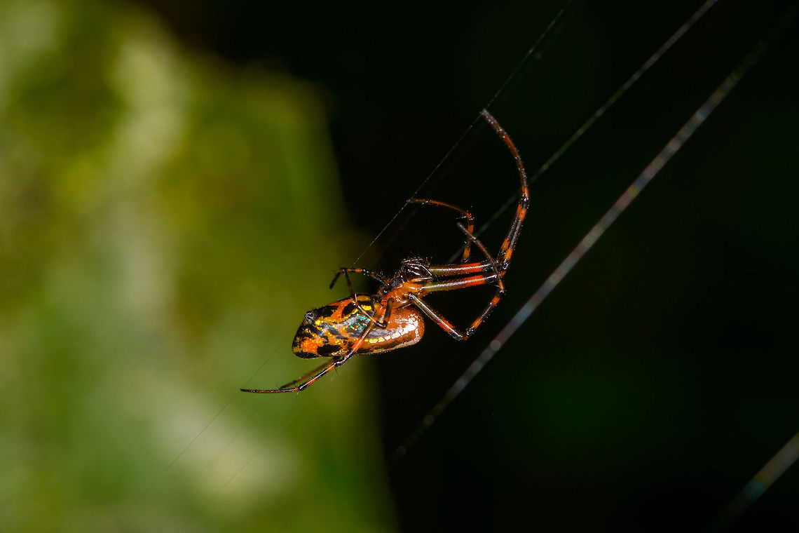 Colorful orbweaver, La Isla Escondida, Colombia Possibly Leucauge sp. based on this similar observation:<br />
<a href="https://www.flickr.com/photos/andreaskay/25817104837/in/album-72157629065410518/" rel="nofollow">https://www.flickr.com/photos/andreaskay/25817104837/in/album-72157629065410518/</a> Colombia,Colombia 2018,Colombia South,La Isla Escondida,Putumayo,South America,World
