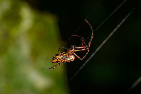 Colorful orbweaver, La Isla Escondida, Colombia Possibly Leucauge sp. based on this similar observation:
https://www.flickr.com/photos/andreaskay/25817104837/in/album-72157629065410518/ Colombia,Colombia 2018,Colombia South,La Isla Escondida,Putumayo,South America,World