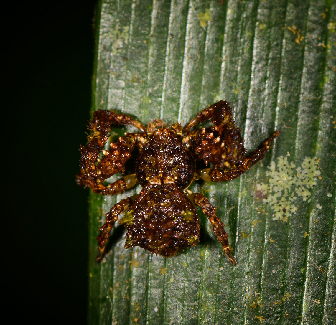 Mossy Crab Spider - top view, La Isla Escondida, Colombia On the only solo walk I did in La Isla Escondida, I happened to see a small black speckle move on a leaf as I passed by it. Really dark and at most 1cm in size. Even inspecting it up close I could not figure out what it was. Turns out it's a crab spider, with a spectacular mossy camouflage.<br />
<figure class="photo"><a href="https://www.jungledragon.com/image/71310/mossy_crab_spider_la_isla_escondida_colombia.html" title="Mossy Crab Spider, La Isla Escondida, Colombia"><img src="https://s3.amazonaws.com/media.jungledragon.com/images/2/71310_thumb.jpg?AWSAccessKeyId=05GMT0V3GWVNE7GGM1R2&Expires=1769040010&Signature=4EP8GlaVNiZ1HVfNd9lIon5Y3Bw%3D" width="200" height="134" alt="Mossy Crab Spider, La Isla Escondida, Colombia On the only solo walk I did in La Isla Escondida, I happened to see a small black speckle move on a leaf as I passed by it. Really dark and at most 1cm in size. Even inspecting it up close I could not figure out what it was. Turns out it's a crab spider, with a spectacular mossy camouflage.<br />
https://www.jungledragon.com/image/71309/mossy_crab_spider_-_top_view_la_isla_escondida_colombia.html Colombia,Colombia 2018,Colombia South,La Isla Escondida,Putumayo,South America,World" /></a></figure> Colombia,Colombia 2018,Colombia South,La Isla Escondida,Putumayo,South America,World